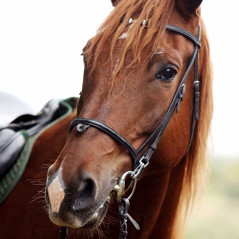 Aicra Italia, cavallo razza Azteca