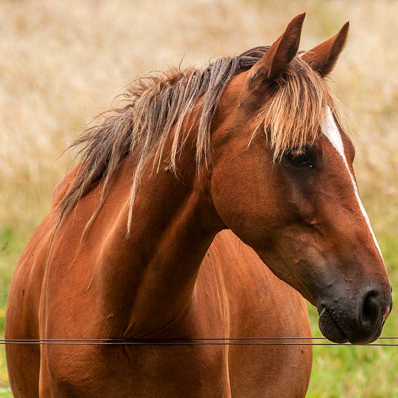 Aicra Italia, cavallo razza Azteca